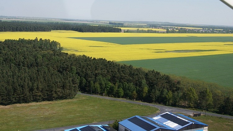 Kurz nach dem Start: Rapsfelder
