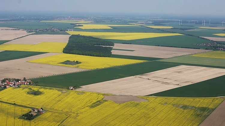 Rapsfelder im Fläming