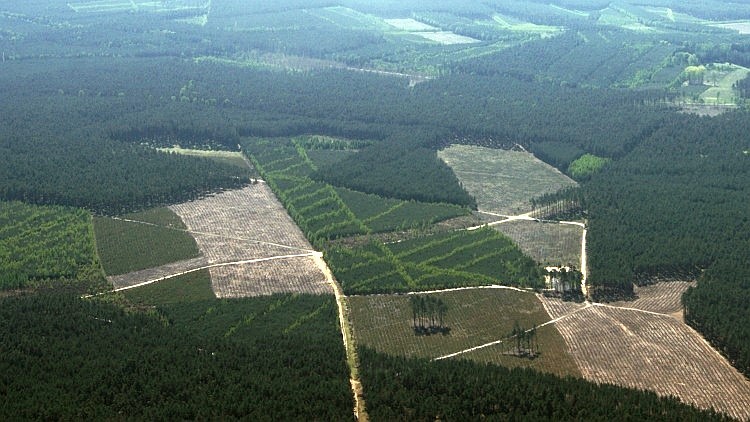 Es gibt sehr viel Wald im westlichen Polen