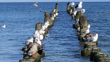 Möwen in Heringsdorf Moewen