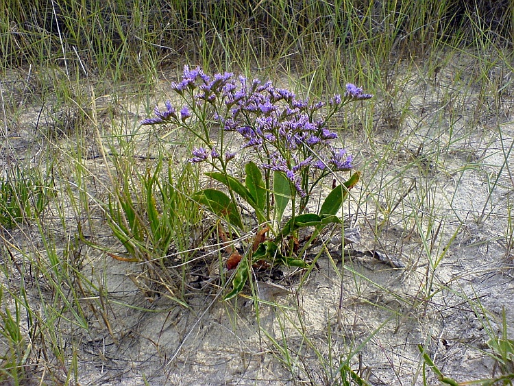 Strandflieder auf den Salzwiesen